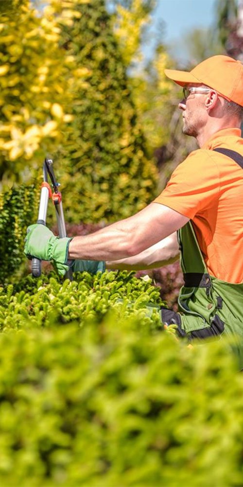 A man wearing an orange shirt and hat trims bushes in a garden, focusing on shaping the greenery.