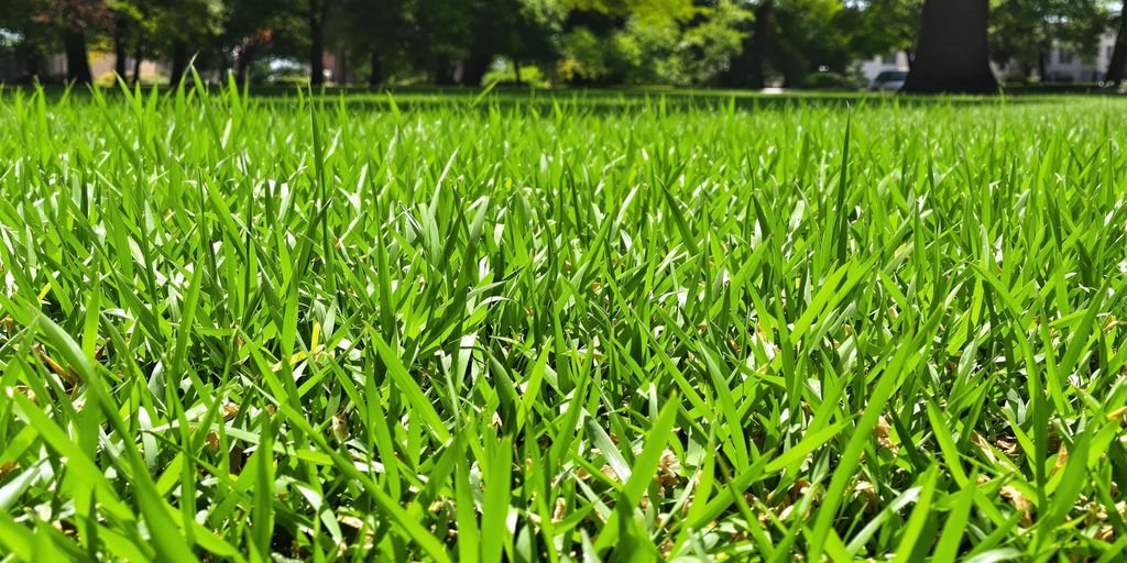 A close-up view of a vibrant green lawn, showcasing lush grass blades in a well-maintained outdoor space.