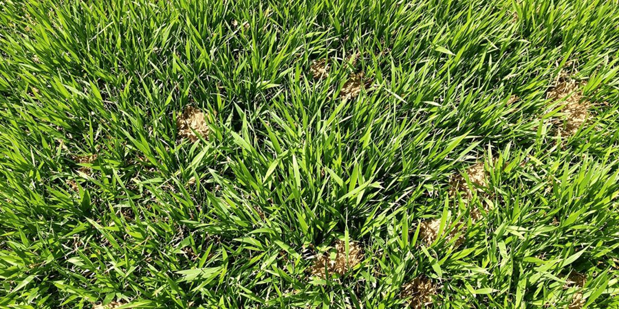  A close-up view of a lush green grass field, showcasing the vibrant texture and color of the blades.