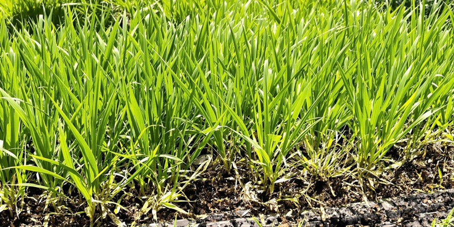 A lush green grass field featuring a small area of weeds interspersed throughout the landscape.