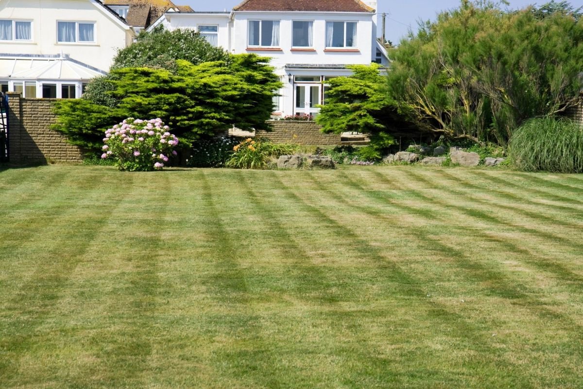 A lush green lawn with a charming house visible in the background under a clear blue sky.
