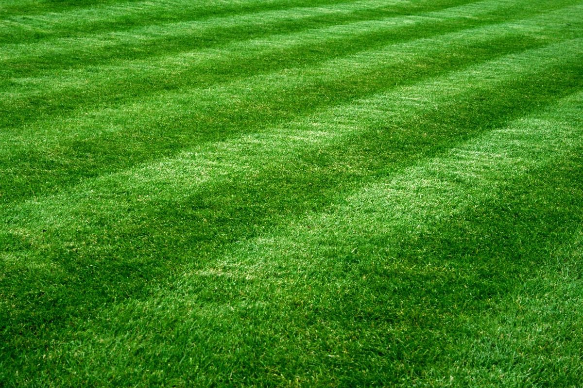 A vibrant green lawn featuring a distinct line of lush green grass, showcasing a healthy and well-maintained landscape.